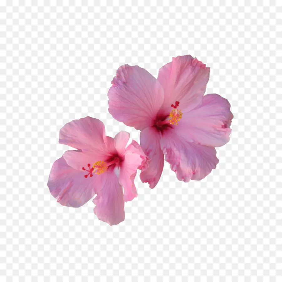 نبات الحذاء，الزهور الوردية PNG