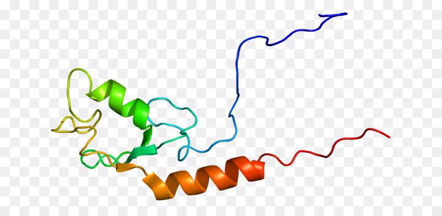 Ube4a，البروتين PNG