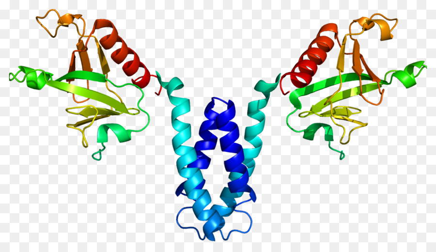 Skap2，البروتين PNG