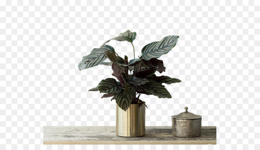 كالاثير，ل Houseplant PNG