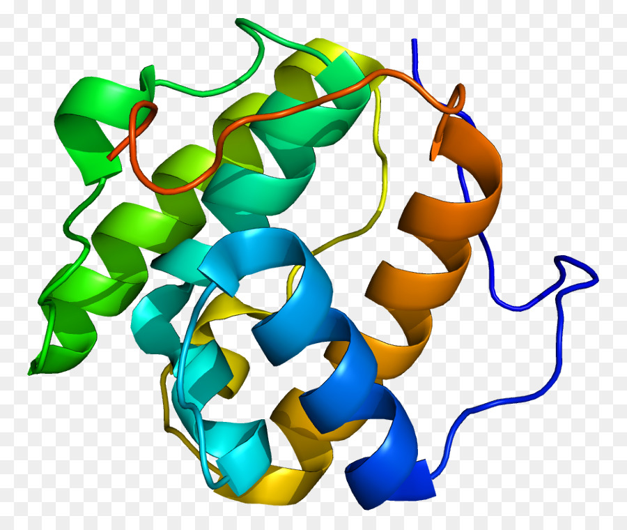 Mapre1，البروتين PNG