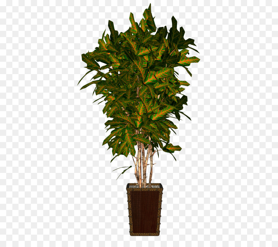 ل Houseplant，زهور PNG