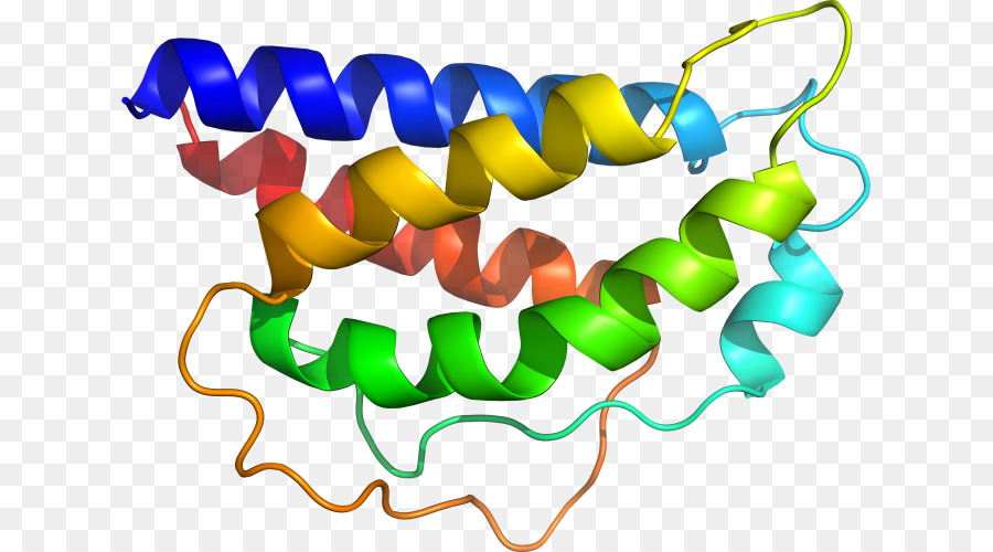 هيكل البروتين，علم الأحياء PNG