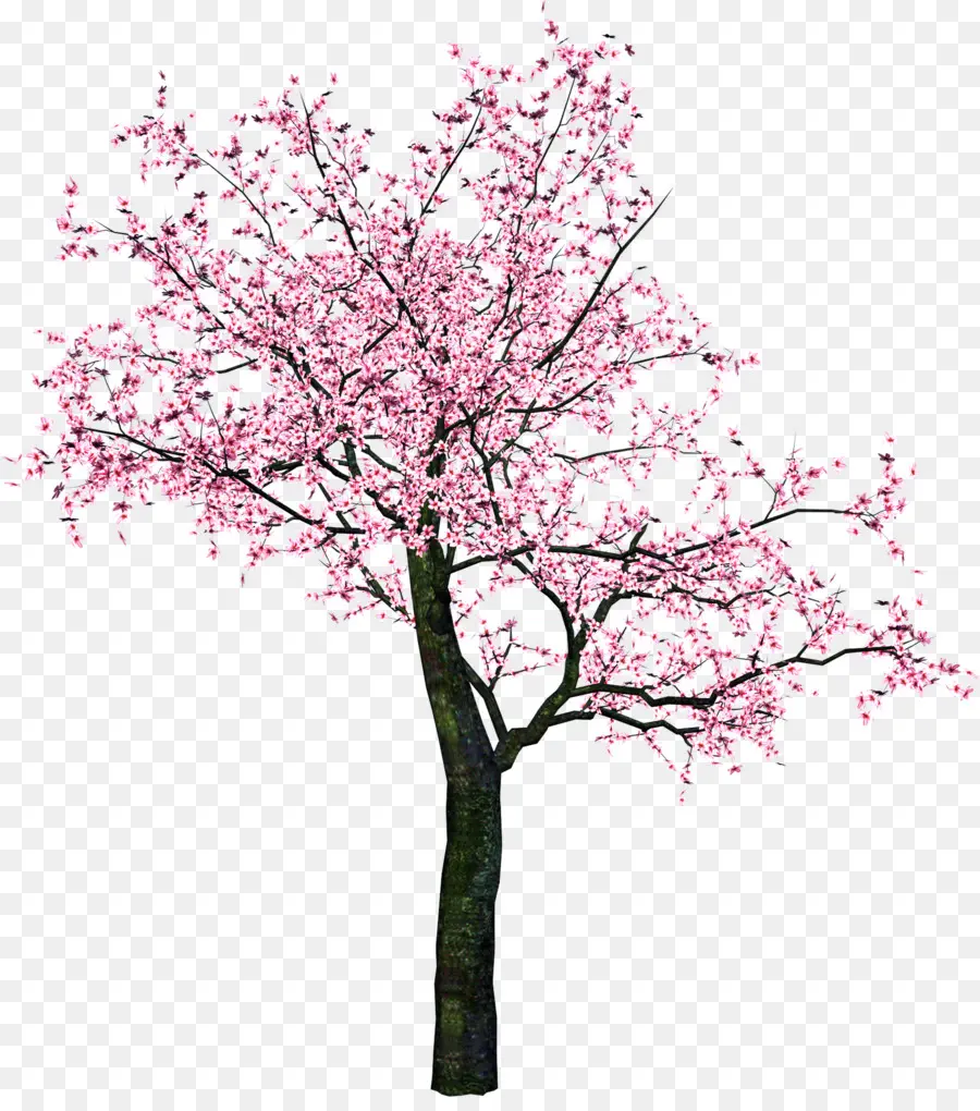 زهر الكرز，شجرة PNG