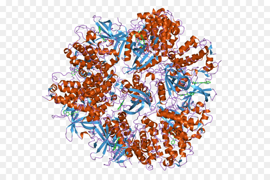 Mapkapk2，البروتين كيناز PNG