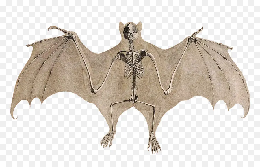 الخفافيش，الهيكل العظمي PNG