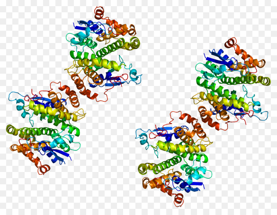 Gstm4，الجلوتاثيون Stransferase PNG