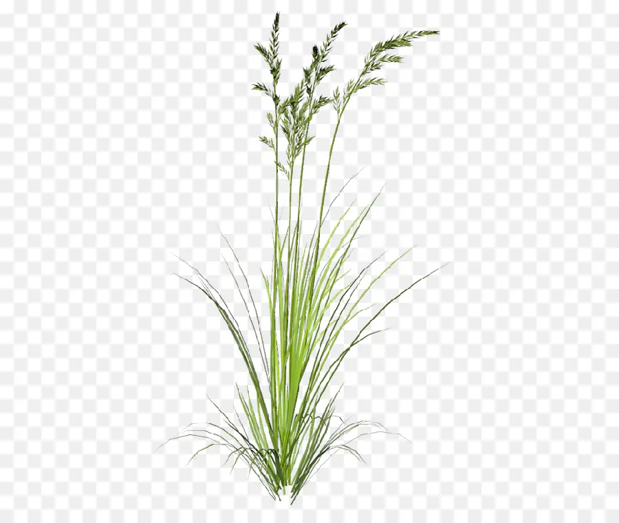 Indiangrass，Sorghastrum PNG