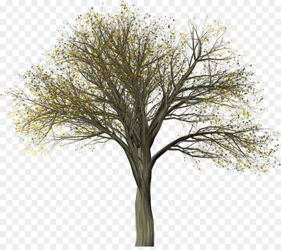 الدردار，شجرة PNG