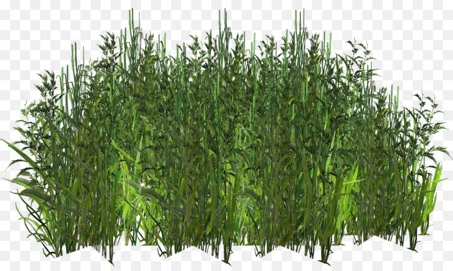نبات عشبي，الصورة الرقمية PNG