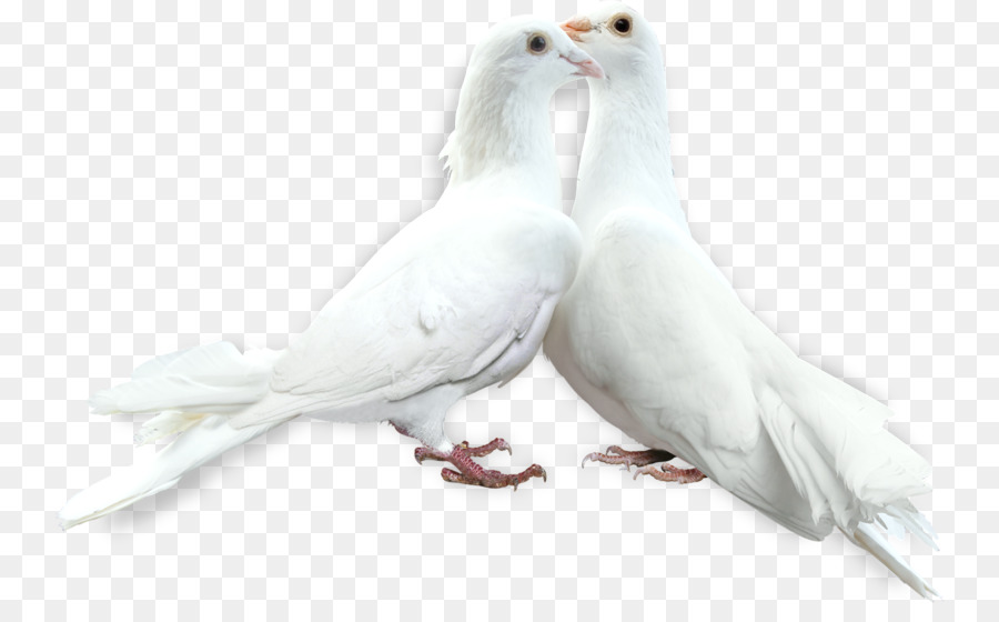 الحمام و اليمام，الطيور PNG