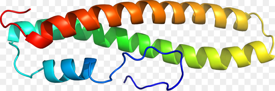 بروتين هيليكس，جزيء PNG