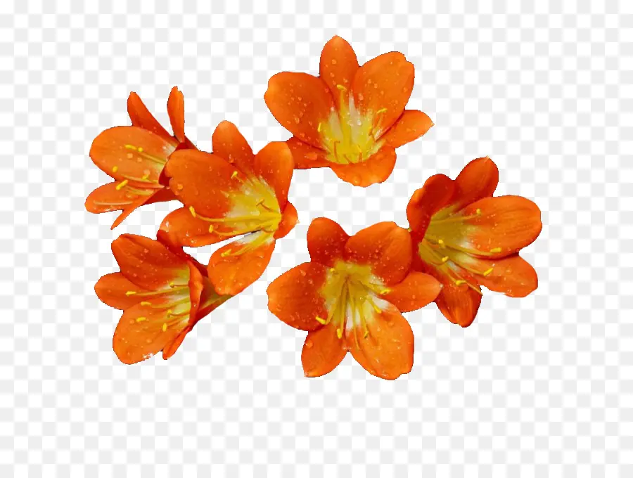 قطع الزهور，زهرة PNG