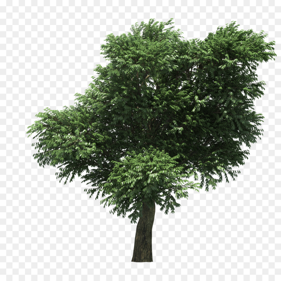 3d رسومات الحاسوب，شجرة PNG