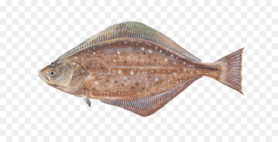 سمك الهلبوت，سمك الهلبوت في المحيط الهادئ PNG