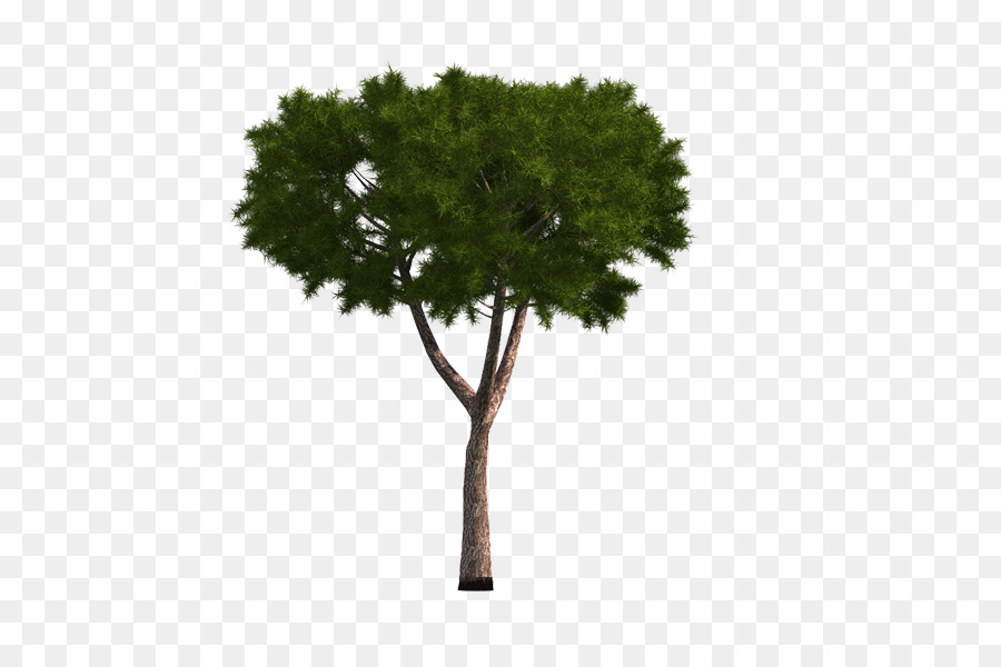 شجرة，التنوب PNG