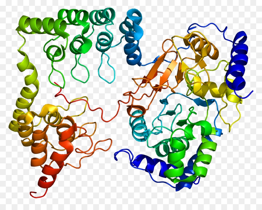 Myosinlightchain الفوسفاتيز，Ppp1r12a PNG