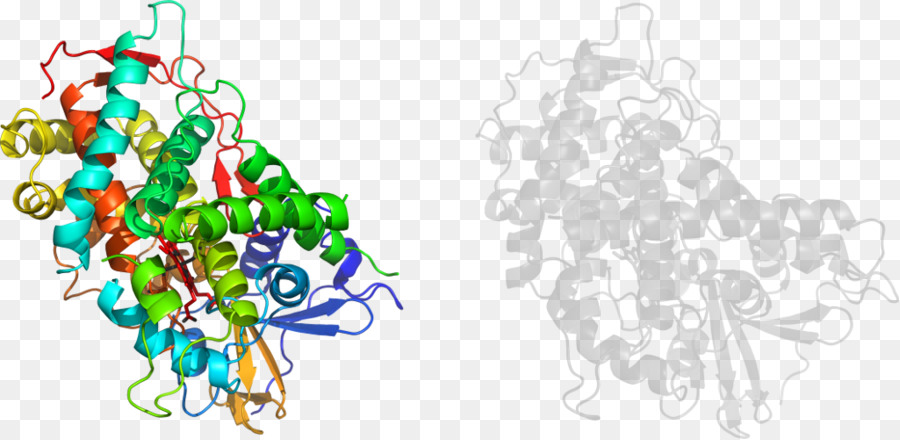 هيكل البروتين，جزيء PNG