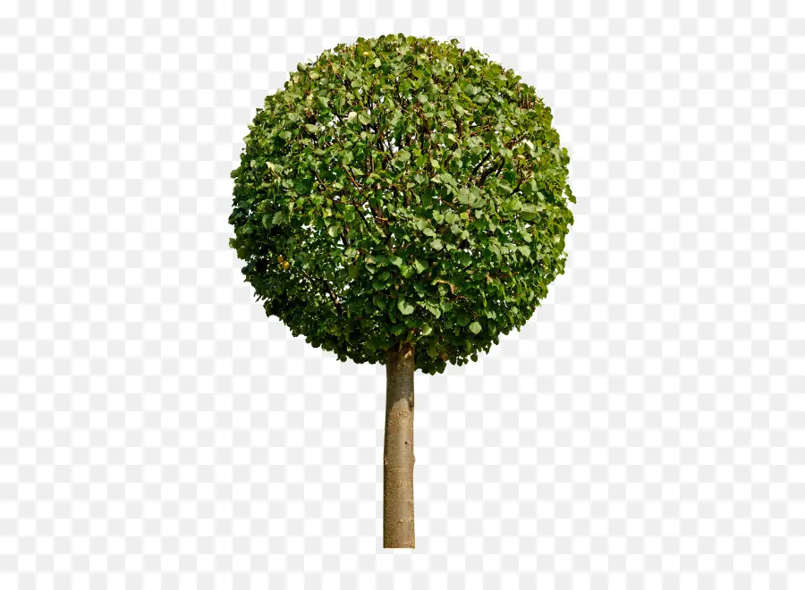 شجرة，ورقة PNG