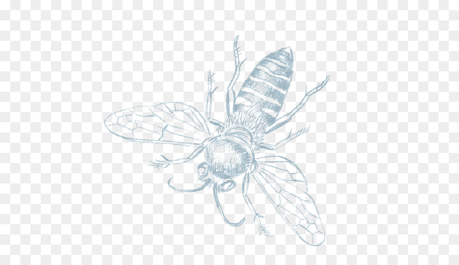 فراشة，العسل PNG