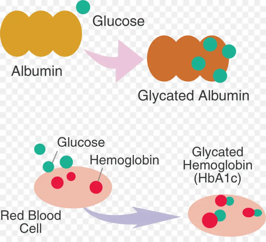 الهيموجلوبين السكري，الجلوكوز PNG