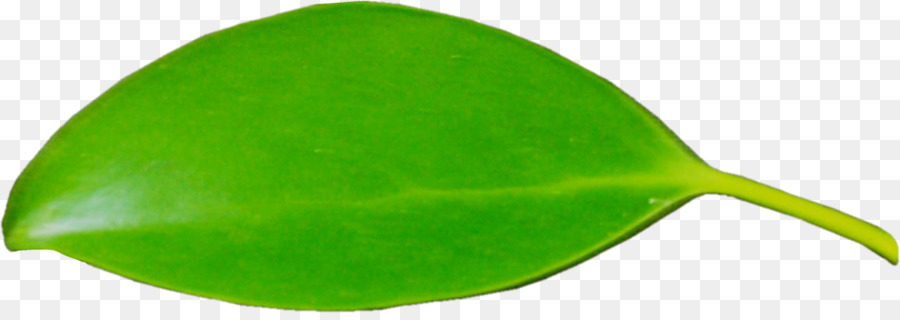 ورقة，الأخضر PNG