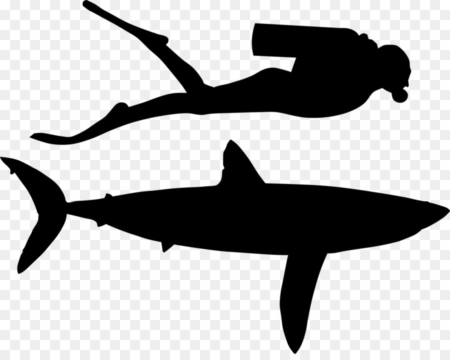 القرش，الحيوانات PNG