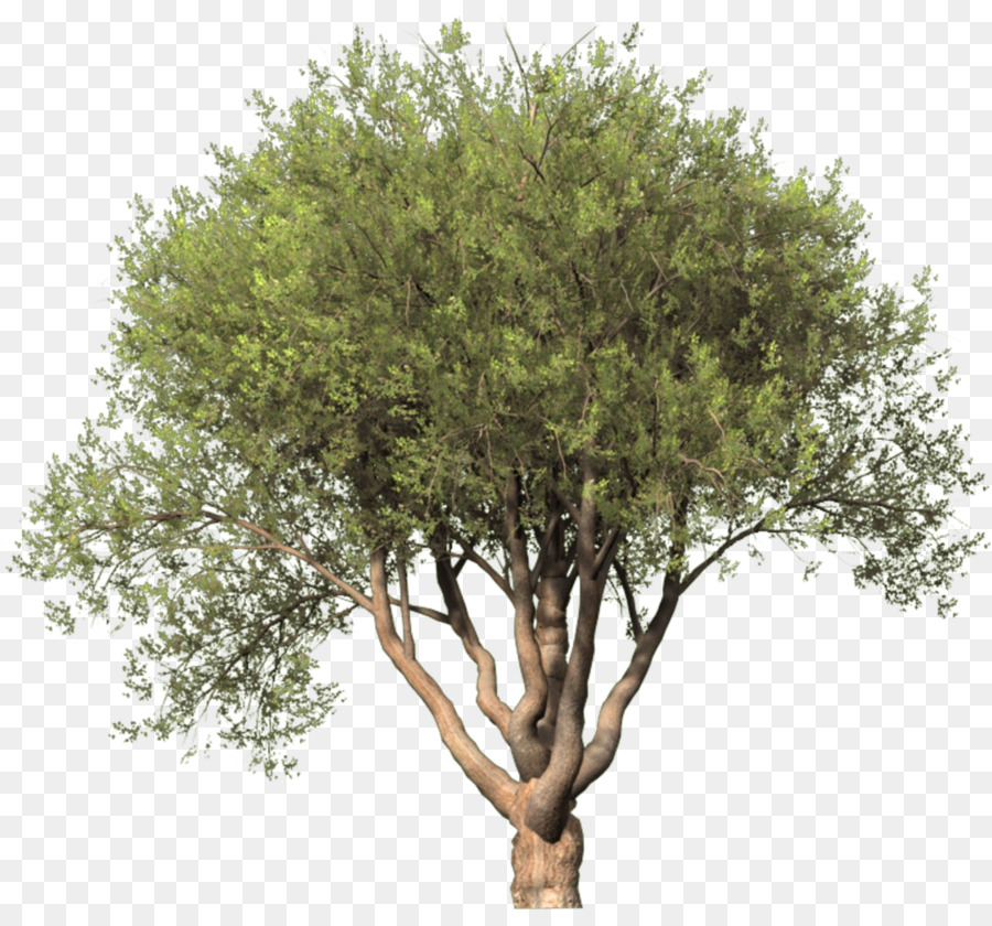 شجرة，بر أوك PNG