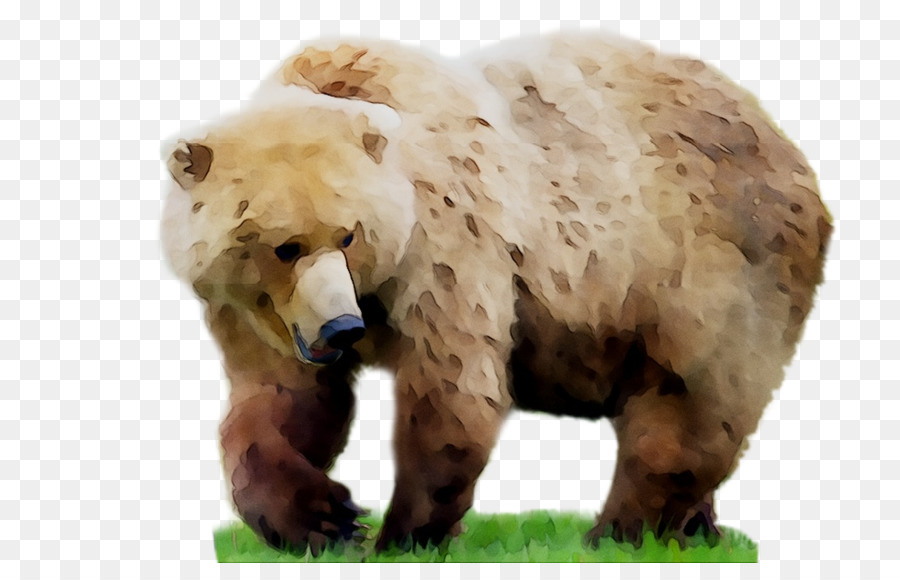 دب，الدب PNG