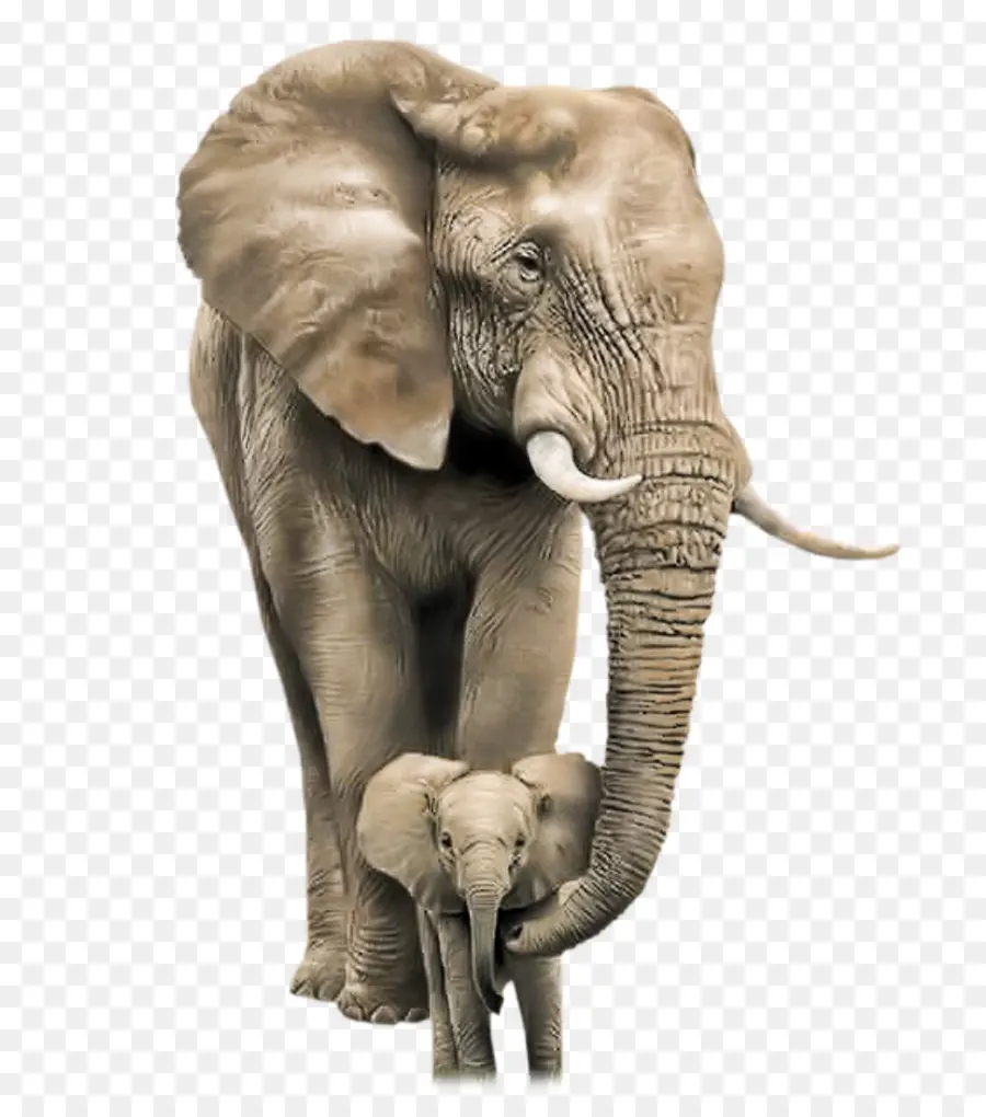 الفيل，الأم PNG