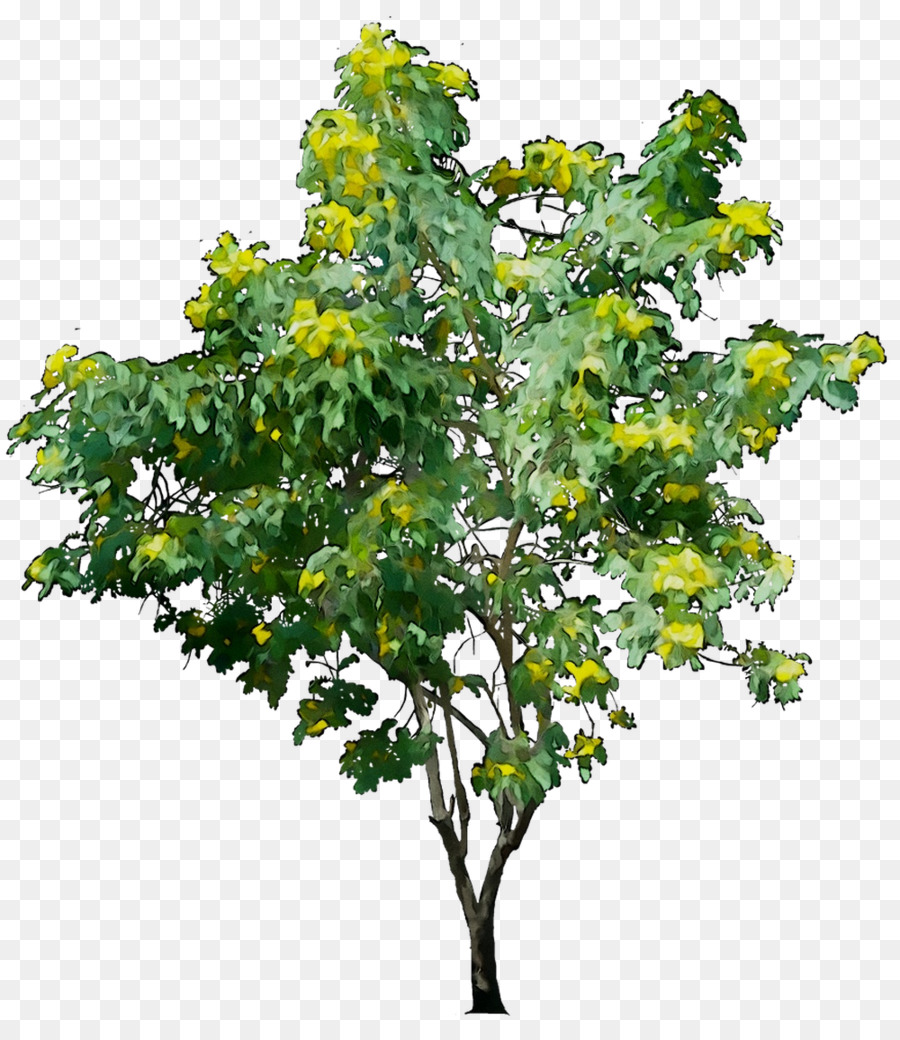 Arbormax خدمة شجرة，شجرة PNG