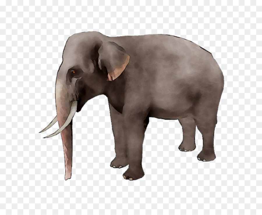 الفيل الأفريقي，الفيل PNG