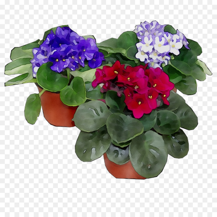 زهور，نبات سنوي PNG