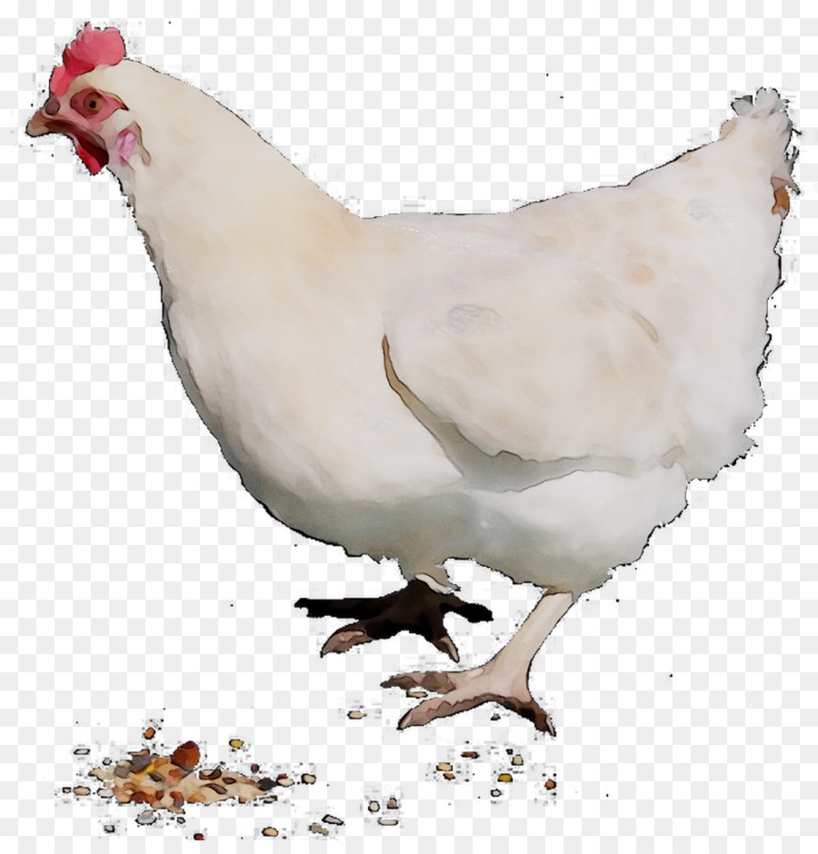 الدجاج，الديك PNG