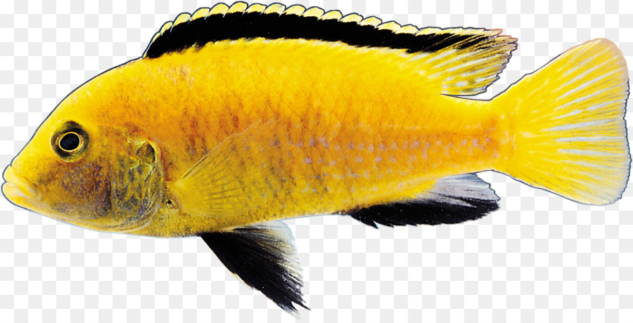 الأسماك，ذهبية PNG