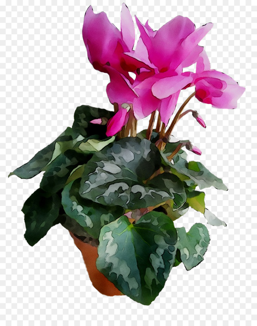 بخور مريم，زهور PNG