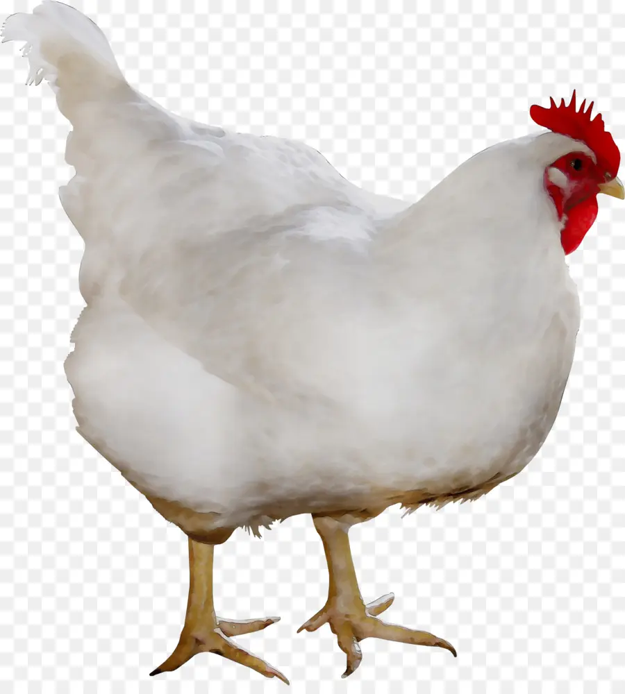 اللاحم，كورنيش الدجاج PNG