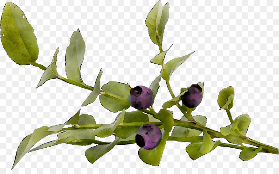 الجذعية النباتية，زهرة PNG