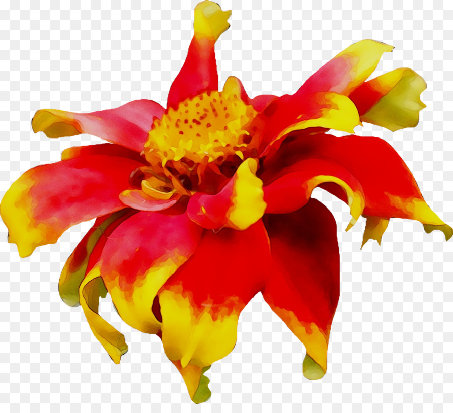 تصميم الأزهار，الفصيلة المضيءه PNG