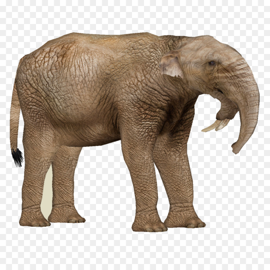 Deinotherium，Prodeinotherium PNG