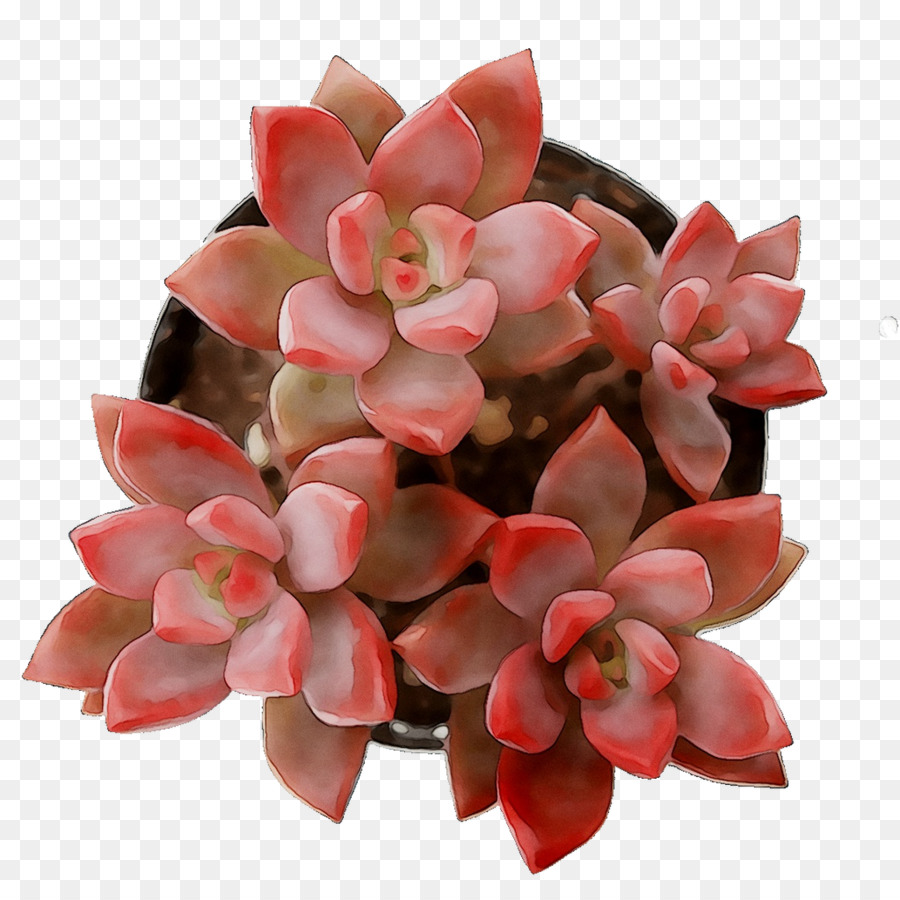 قطع الزهور，م الوردي PNG