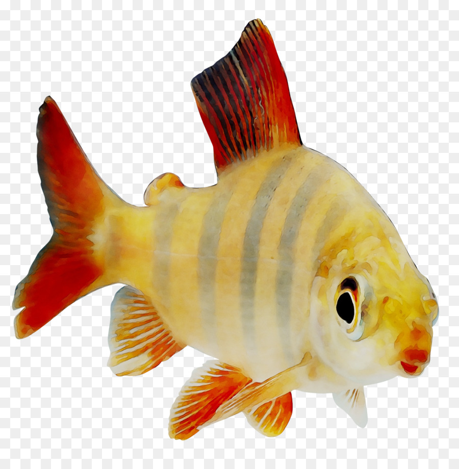ذهبية，تغذية الأسماك PNG