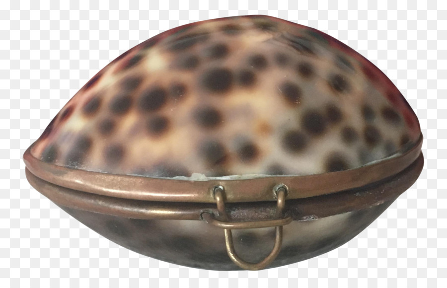 Cypraea دجلة，الصدفه PNG