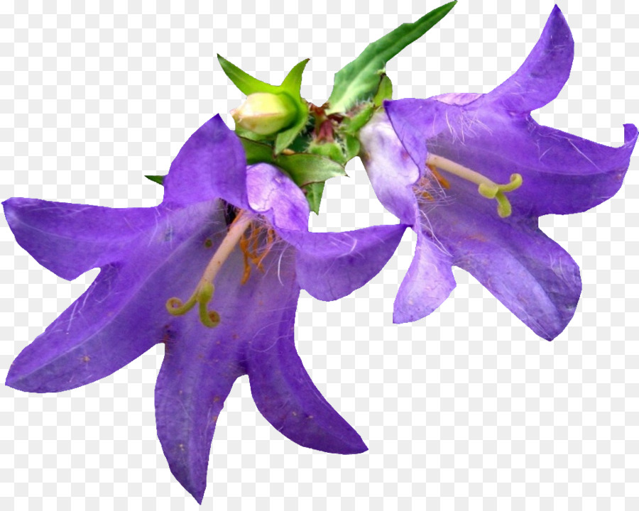 زهرة，زهور الجرس PNG