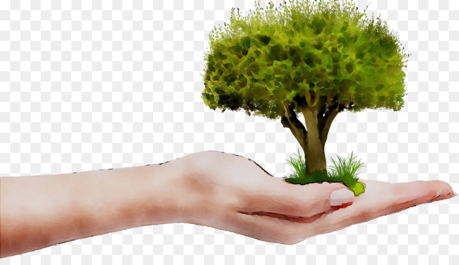 شجرة，النباتات PNG