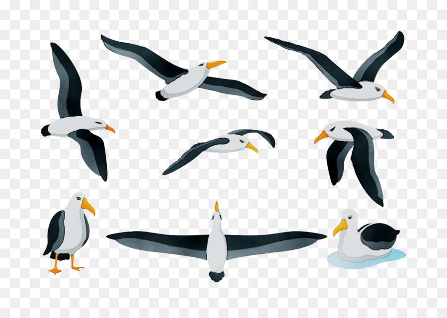 البطريق，الطيور البحرية PNG
