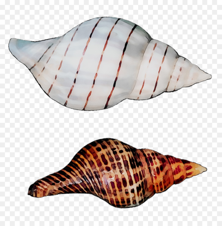صدف，الحلزون البحر PNG