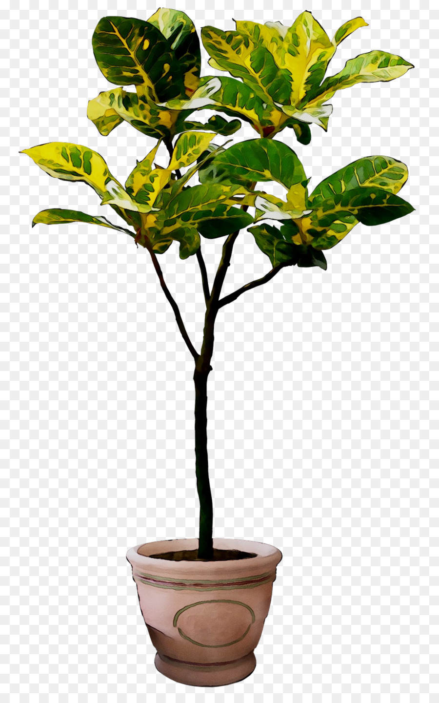 زهور，ل Houseplant PNG