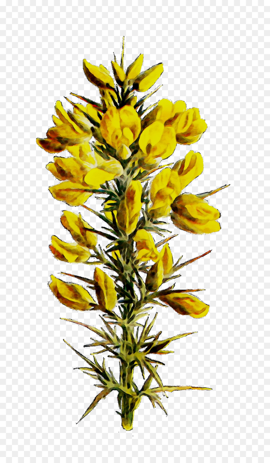 زهرة，الأصفر PNG