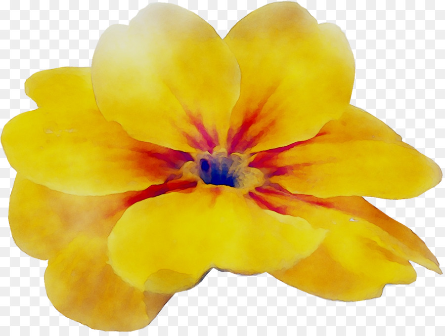 زهرة الربيع，الأصفر PNG
